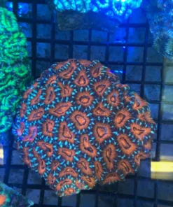 Orange/Green Crush Acan Echinata Coral
