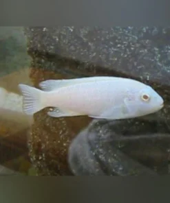 Snow White Cichlid
