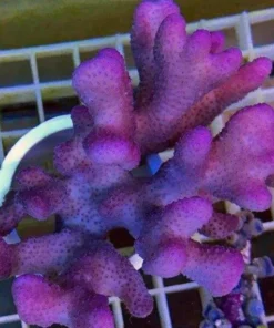 Pink Stylophora
