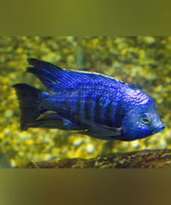 Star Sapphire Cichlid