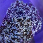 Pipe Organ White Coral