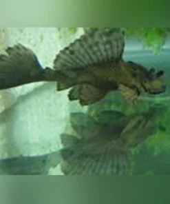 Rhino Pleco