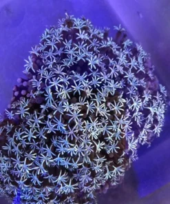 Pipe Organ White Coral