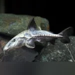 Turushuki Catfish