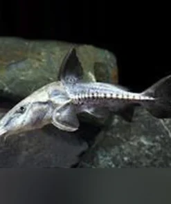 Turushuki Catfish