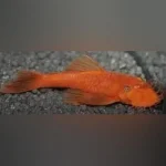 Super Red L-144 Bushynose Pleco