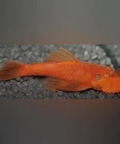 Super Red L-144 Bushynose Pleco