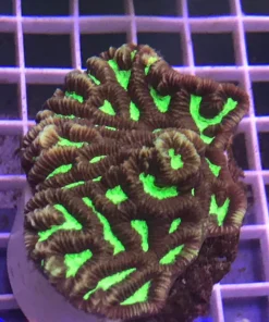 Platygyra Colored Coral