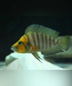 Sumbu Dwarf Compressiceps Cichlid