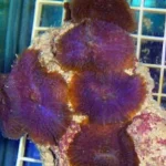 Purple Rhodactis Mushroom