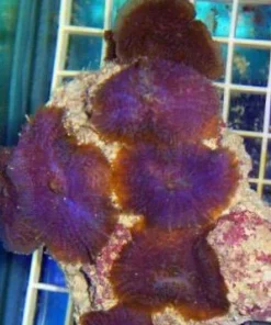 Purple Rhodactis Mushroom