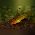 Red Laser Cory