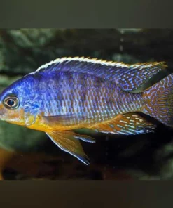 Taiwan Reef Cichlid