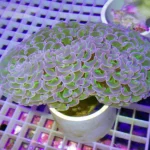 Purple Tip Hammer Coral