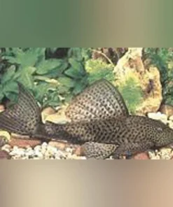 Trinidad Pleco
