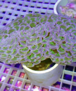 Purple Tip Hammer Coral