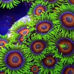 Rainbow Coral Polyp