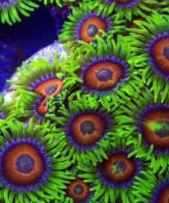 Rainbow Coral Polyp