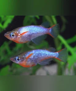 Daisy's Blue Eye Ricefish