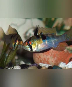 Colombian Ram
