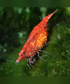 Super Red Shrimp