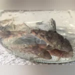 Barbatus cory