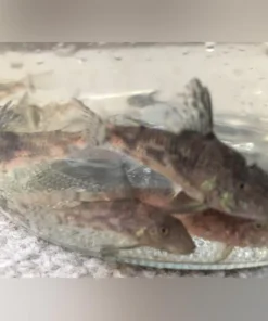Barbatus cory