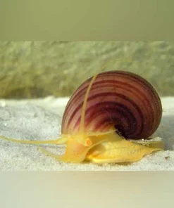 Albino Mystery Snail