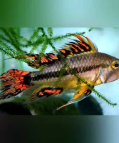 Apisto Cacatuoides