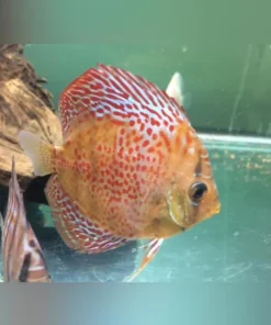 Leopard Skin Discus