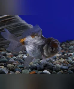 Blue Oranda Goldfish