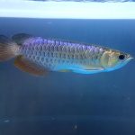 Blue Base Arowana Fish