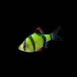 Electric Green Glo Barb