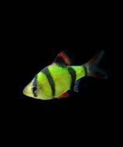 Electric Green Glo Barb