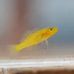 Golden Baby Goby