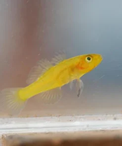 Golden Baby Goby