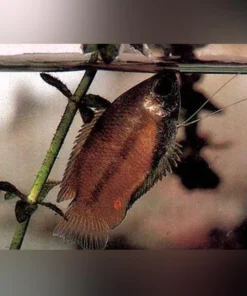 Honey Dwarf Gourami