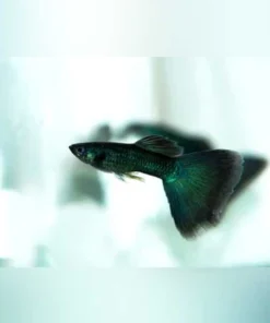 Black Moscow Guppy (Pair)