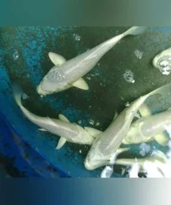 Platinum Ogon Koi