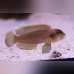 Brevis Shell Dweller