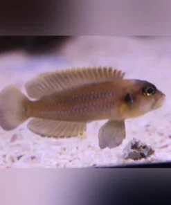 Brevis Shell Dweller