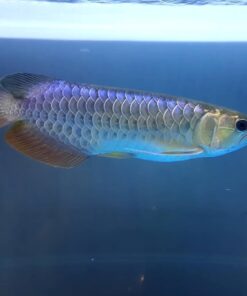 Blue Base Arowana Fish