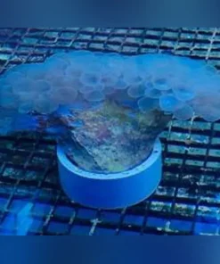 Bubble Coral