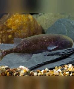 Baby Whale Fish
