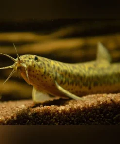 Dojo Loach