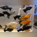 Assorted Lyretail Molly (Lot of 6)