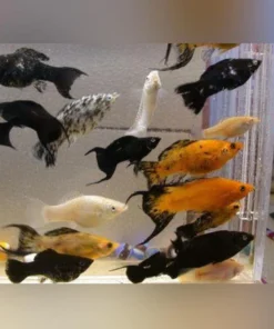 Assorted Lyretail Molly (Lot of 6)