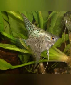 Blue Leopard Angelfish