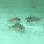 Apistogramma Wild (Set of 4)