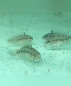 Apistogramma Wild (Set of 4)